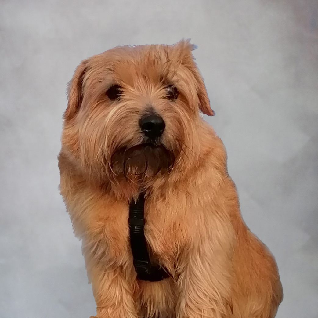 Bosse - Agenturhund auf Teilzeitbasis